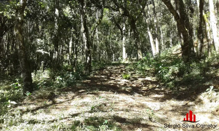 Imagem Terreno a Venda no Loteamento Nova Capivari, Campos do Jordão.