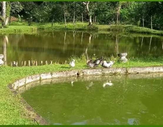 Imagem Sítio para Venda em Pedro de Toledo, Manoel da Nóbrega, 5 dormitórios, 2 suítes, 6 banheiros, 20 vagas