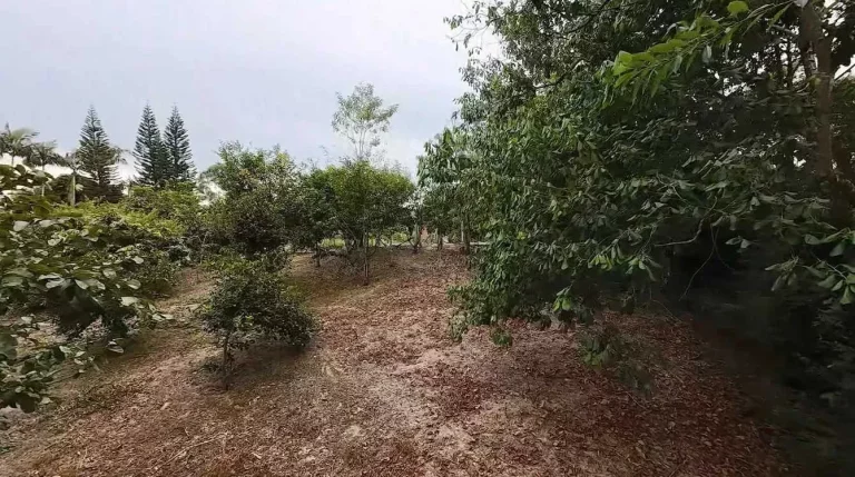 Imagem Sítio com 24.017,00m² com casa construída com 4 dormitórios 3 vagas em Ascurra/SC