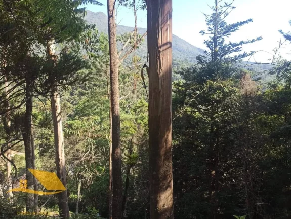 Imagem Vendo Chácara em Theodoro com 3 quartos, 1 suíte e 5 mil mts² de terreno.