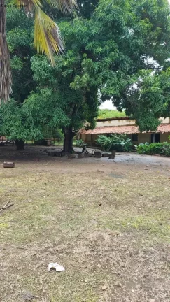 Imagem SITIO RURAL em NAZÁRIA - PI, POVOADO LAGOA DA CRUZ
