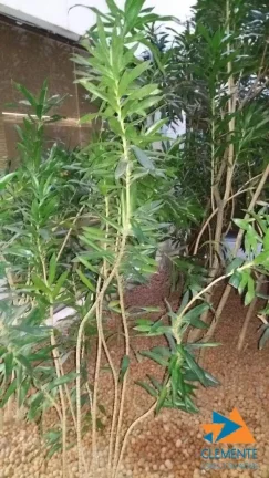 Imagem Apartamento de luxo, padrão Caparaó, SAVASSI, Belo Hte MG