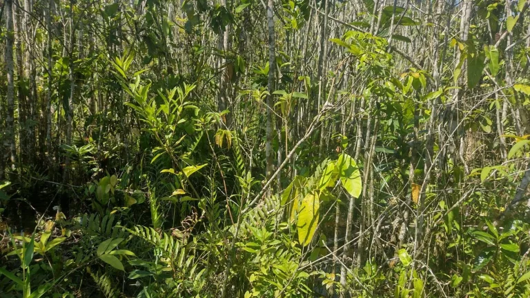 Imagem LOTE DE TERRENO PRAIA ITAMAMBUCA - UBATUBA