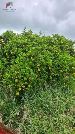 Imagem Fazenda região de Araraquara SP