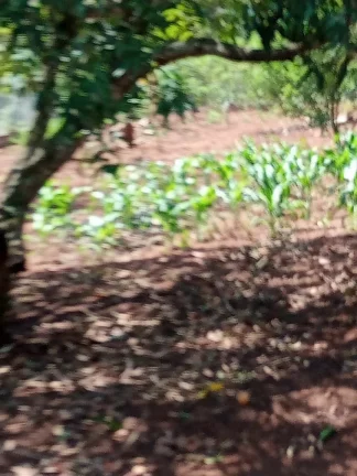 Imagem CHÁCARA FRUTÍFERA COM 1.400 M2 A VENDA NO BAIRRO BOA VISTA DO SILVA - BRAGANÇA PAULISTA