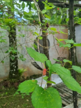 Imagem Chácara para Venda em Itanhaém, Aguapeú, 4 dormitórios, 2 banheiros