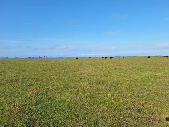 Imagem Excelente Área de 130 Hectares para Cultivo de Arroz – Viamão/RS