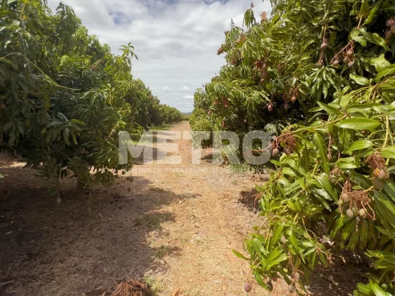 Imagem Lote de 15 hectares, escriturado e quitado na CODEVASF, PETROLINA - PE