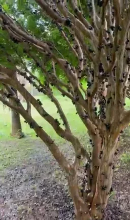Imagem Um Refúgio dos Sonhos Esperando por Você