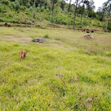 Imagem Chácaras para Camping Lazer em Condomínio Linha Tiradentes Pinhalzinho SC