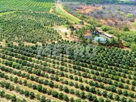 Imagem Fazenda produtiva de mangas à venda com 12,5 ha, PETROLINA - PE