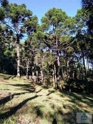 Imagem Sítio com 4 quartos, 6,3 ha, à venda em Morro Reuter - RS