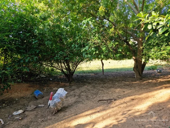 Imagem Chácara 7,8 hectares em Rochedo-MS