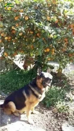Imagem CHÁCARA PARA VENDA EM MAIRIPORÃ