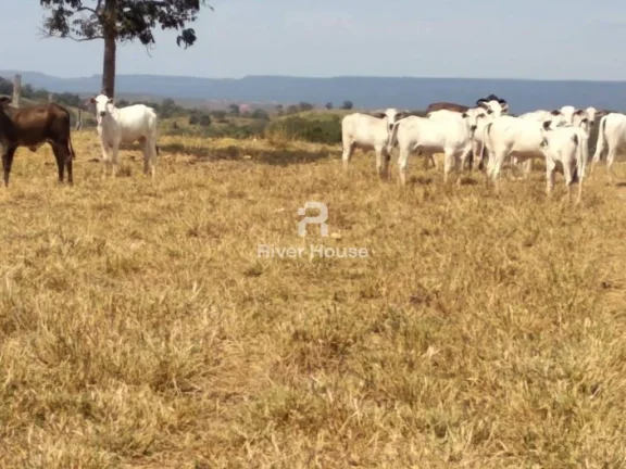 Imagem Fazenda à venda finalidade pecuaria formada, localizada na Região do Rio Manso , Chapada dos Guimarães - MT