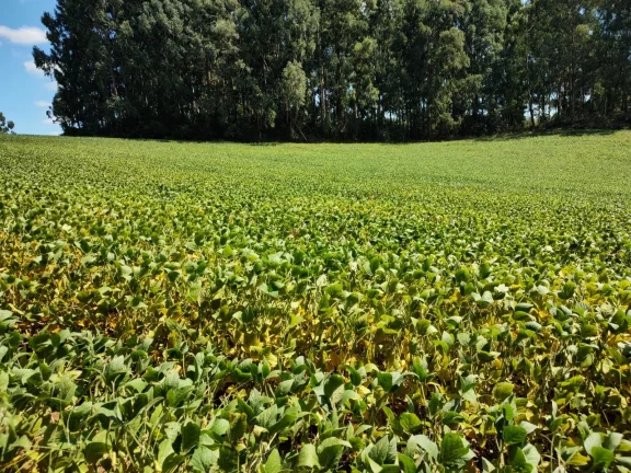 Imagem TERRENO RURAL em CAMPO BELO DO SUL - SC, Área Rural
