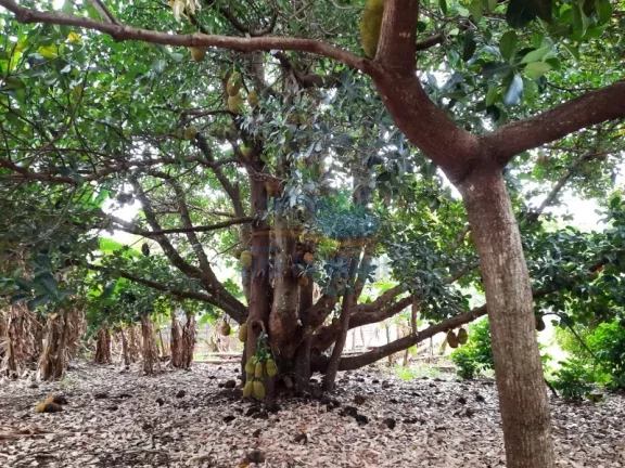 Imagem Chácara - Ribeirão Preto - Bonfim Paulista - Região Sul