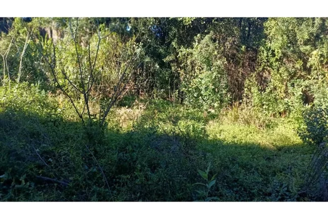 Imagem AHDACB 1301 612531061-12 - Fazenda à venda no bairro Aparecida - Alvorada/RS
