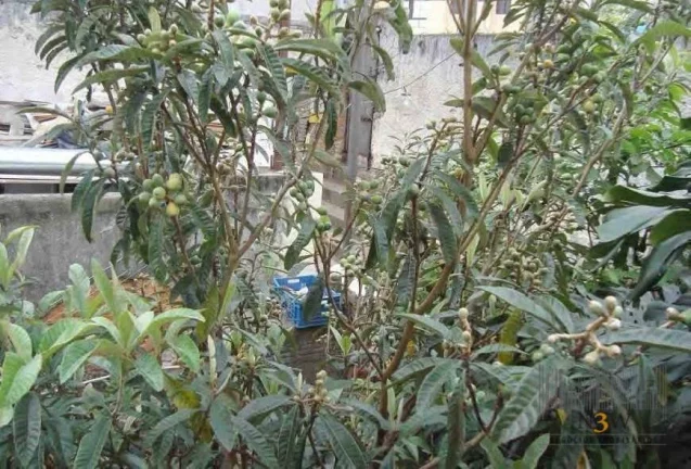 Imagem Terreno à venda, 300 m² por R$ 3.200.000,00 - Alta da Lapa - São Paulo/SP