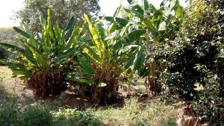 Imagem SITIO RURAL em CALDAS - MG, COROADO