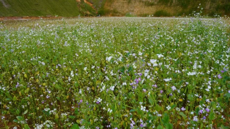 Imagem Terreno em Camboriú - Várzea do Ranchinho