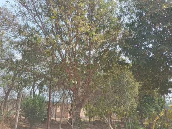 Imagem Chácara à Venda, 1.999 m² em Condomínio Estância Da Cachoeira - Brumadinho