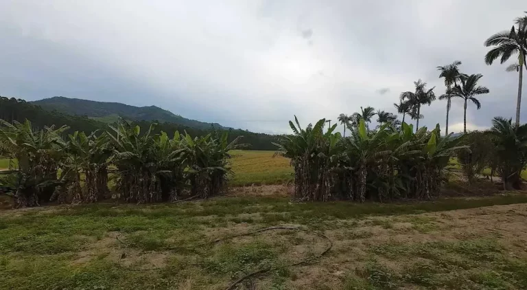 Imagem Sítio com 24.017,00m² com casa construída com 4 dormitórios 3 vagas em Ascurra/SC