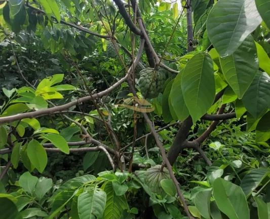 Imagem SITIO RURAL em MONTE MOR - SP, centro