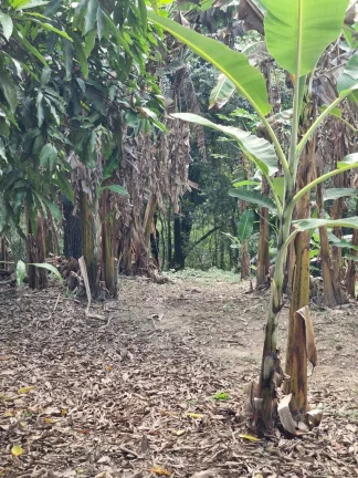 Imagem CHÁCARA LOCALIZADA NA CANANEIA - PILAR DO SUL - SP