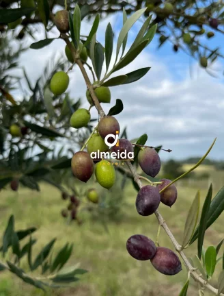 Imagem Chácara 3 dormitórios à venda Zona Rural Butiá/RS
