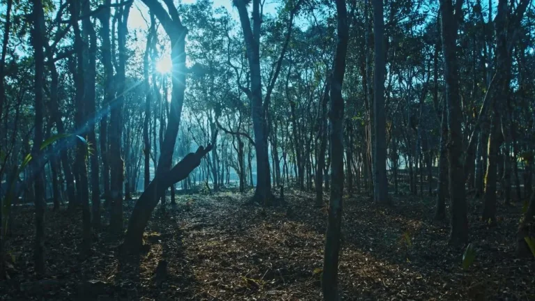 Imagem Terreno em Camboriú - Rio do Meio