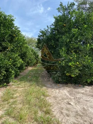 Imagem Fazenda - Patrocínio Paulista - Patrocínio Paulista