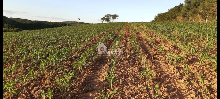 Imagem Lote/Terreno no bairro zona rural, em Sítio do Quinto