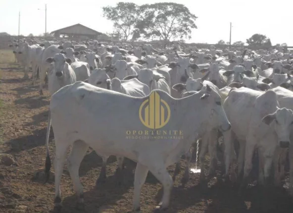 Imagem FAzenda Nova Xavantina