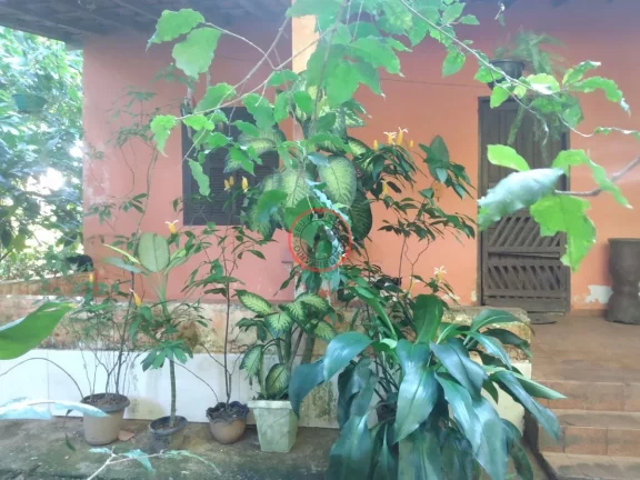 Imagem TERRENO DE 1094 MT2 NA MAQUINHA, COM CASA CAIÇARA E VARIAS ARVORES FRUTIFERAS , PROXIMO DE TODA A INFRA-EXTRUTURA DE BOIÇUCANGA,