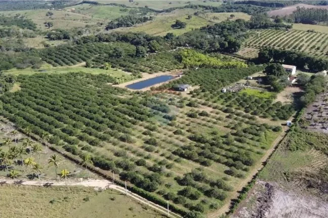 Imagem Sítio Fantástico com produção de Limão