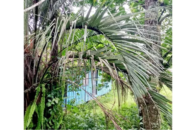 Imagem CLBG 120 Lote 612511062-6 - Fazenda à venda no bairro Riozinho - Riozinho/RS