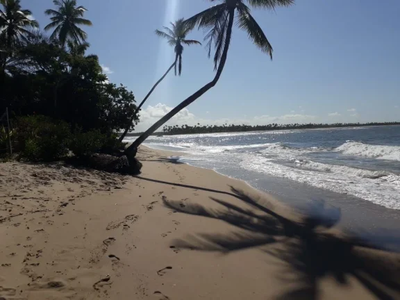 Imagem Oportunidade única: Área de Terra em Velha Boipeba, Cairu - confira!