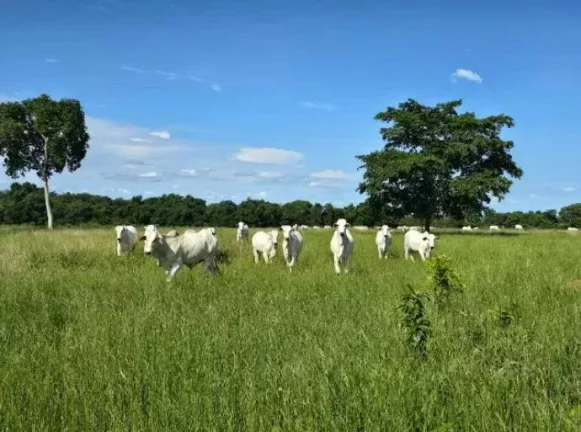 Imagem Oportunidade Única: Fazenda Espetacular à Venda! Mundo Novo GO.