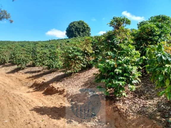 Imagem Sítio com 22.000 pés de café em Jacuí - Minas Gerais - 4 alqueires.