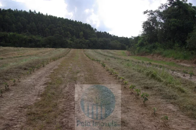 Imagem Fazenda 54 alqueires vende, casa, água, energia, plantação de café em São Sebastião do Paraíso - Minas Gerais