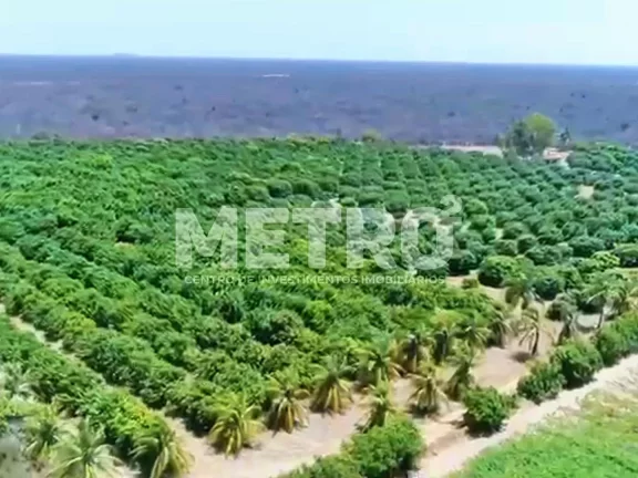 Imagem Fazenda à venda com 12 hectares de manga em produção, CASA NOVA - BA
