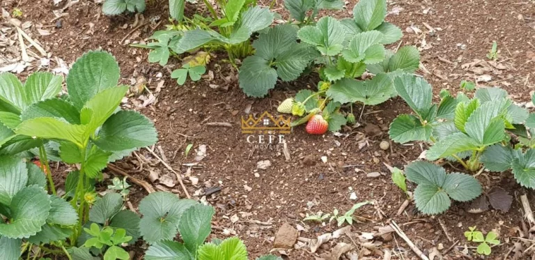 Imagem Casa com 4 Dormitorio(s) localizado(a) no bairro Linha Imperial em Nova Petrópolis / RIO GRANDE DO SUL Ref.:1564