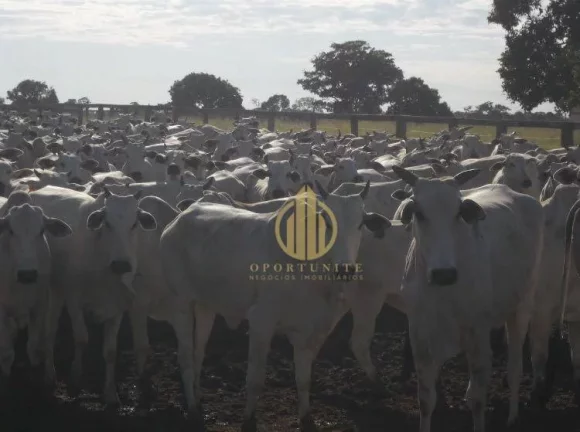 Imagem FAzenda Nova Xavantina