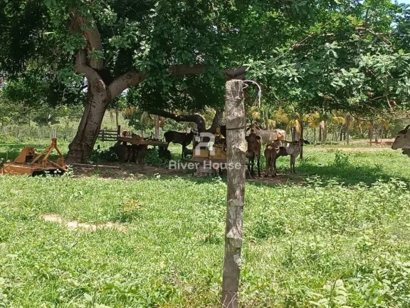 Imagem Encantadora Fazenda à Venda na Zona Rural de Nossa Senhora do Livramento