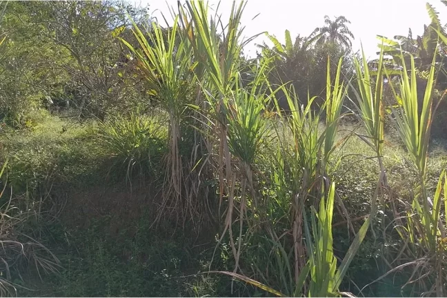 Imagem Terreno à Venda em Guaratiba
