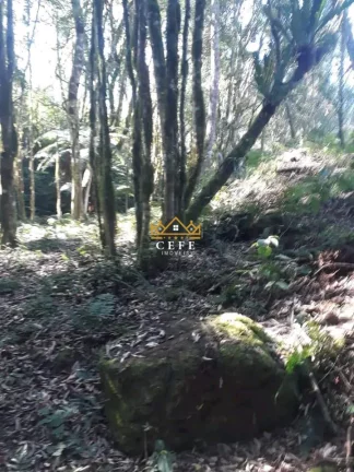 Imagem Chácara - Sítio com 3 Dormitorio(s) localizado(a) no bairro Nova Renania em Santa Maria do Herval / RIO GRANDE DO SUL Ref.:1550