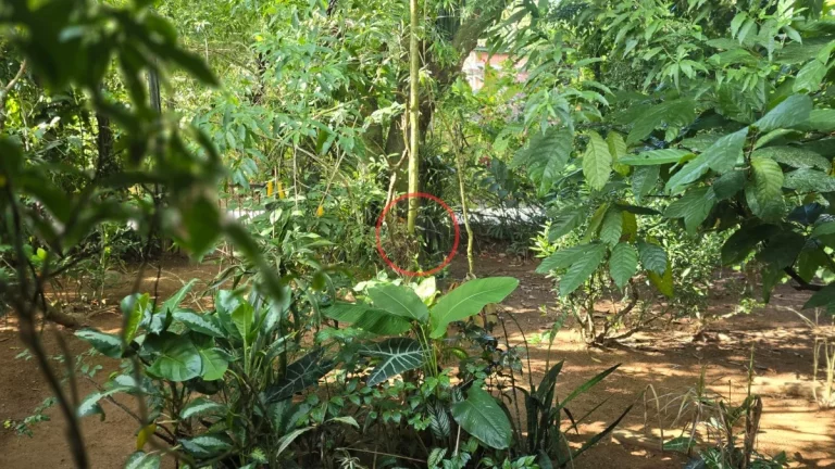 Imagem TERRENO DE 1094 MT2 NA MAQUINHA, COM CASA CAIÇARA E VARIAS ARVORES FRUTIFERAS , PROXIMO DE TODA A INFRA-EXTRUTURA DE BOIÇUCANGA,