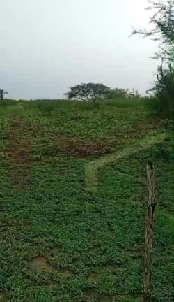 Oportunidade Imperdível! Terreno para chácara em Irara