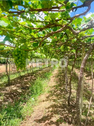 Imagem Fazenda produzindo à venda com 210 hectares, margem do Rio São Francisco- PE